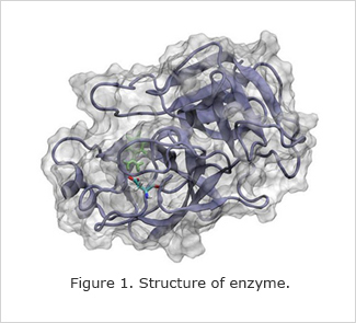 Figure 1. Structure of enzyme 